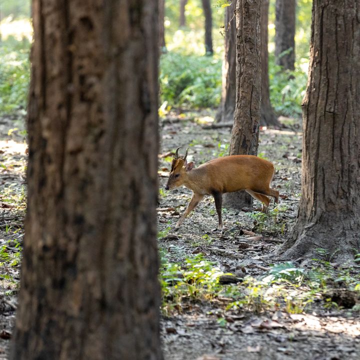 Chitwan National Park